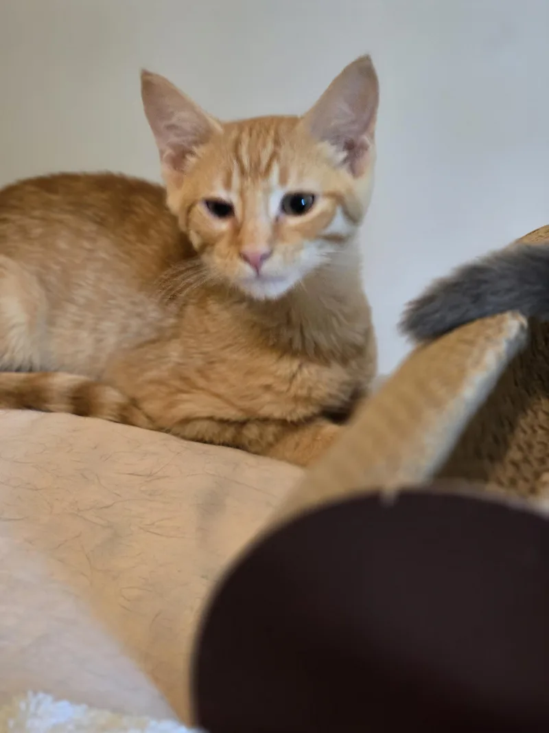 A baby small-sized male Domestic Short Hair cat named Inferno for adoption in Bethel Park, PA