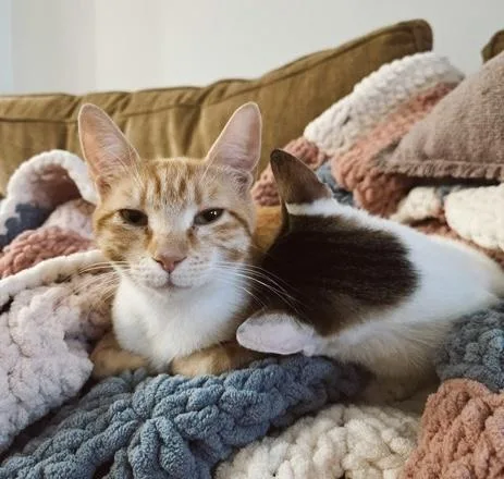 A baby medium-sized male Tabby (Brown / Chocolate) Tabby cat named Squirrel bonded with for adoption in Philadelphia, PA