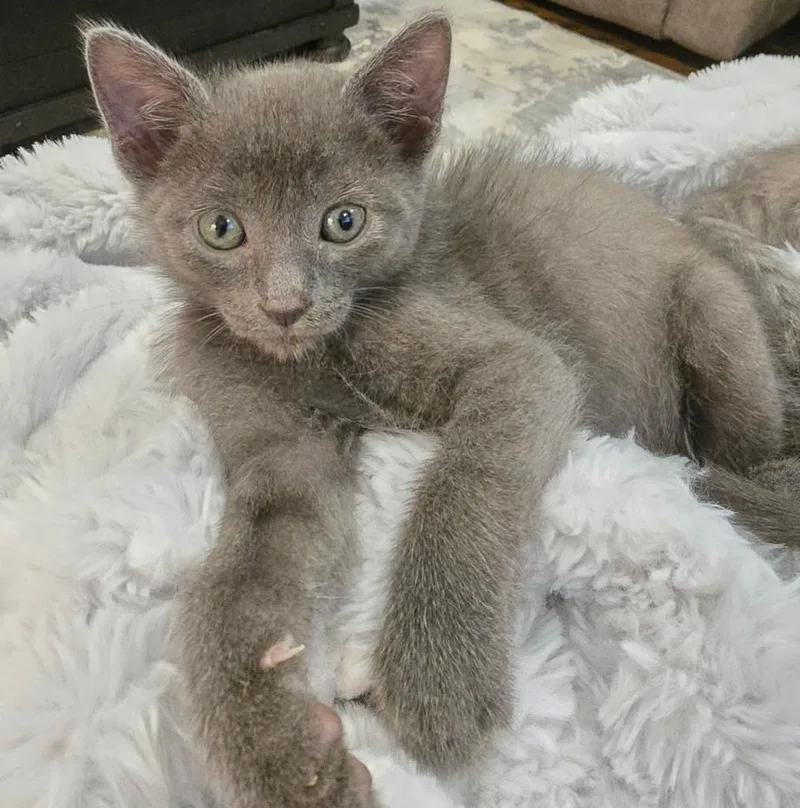 A baby small-sized male Domestic Short Hair cat named Sesame for adoption in Darien, GA