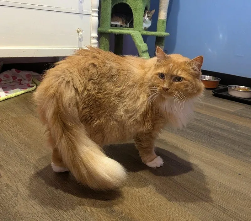 An adult large-sized female Domestic Long Hair cat named Lexi for adoption in Flint, TX