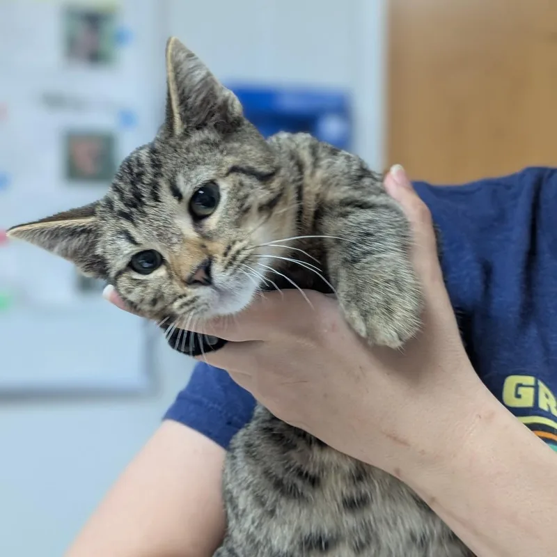 A baby medium-sized male Brown / Chocolate Domestic Short Hair cat named Gibson for adoption in Canton, IL