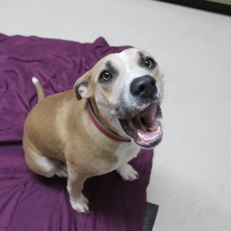 An adult medium-sized female Yellow / Tan / Blond / Fawn Pit Bull Terrier dog named Blondie for adoption in Yucca Valley, CA