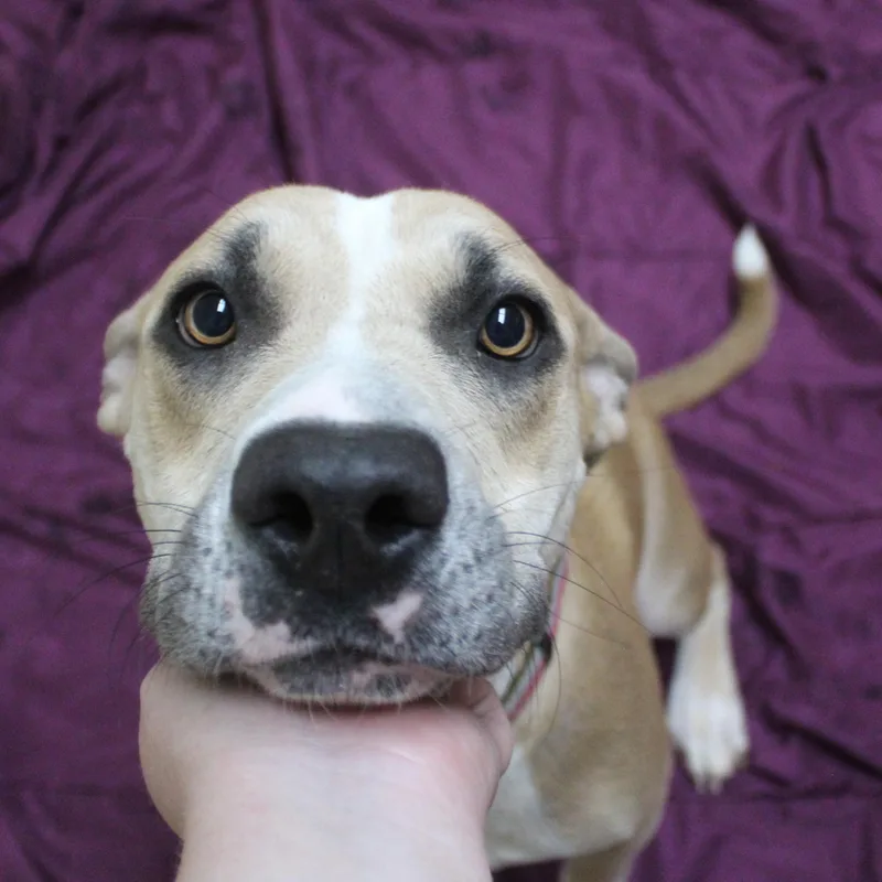 Blondie thumbnail 5