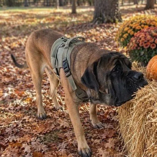 An adult extra large-sized male Apricot / Beige Mastiff dog named Atlas for adoption in Edmond, OK