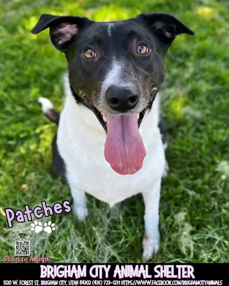 An adult medium-sized female White / Cream Border Collie dog named Patches for adoption in Brigham City, UT