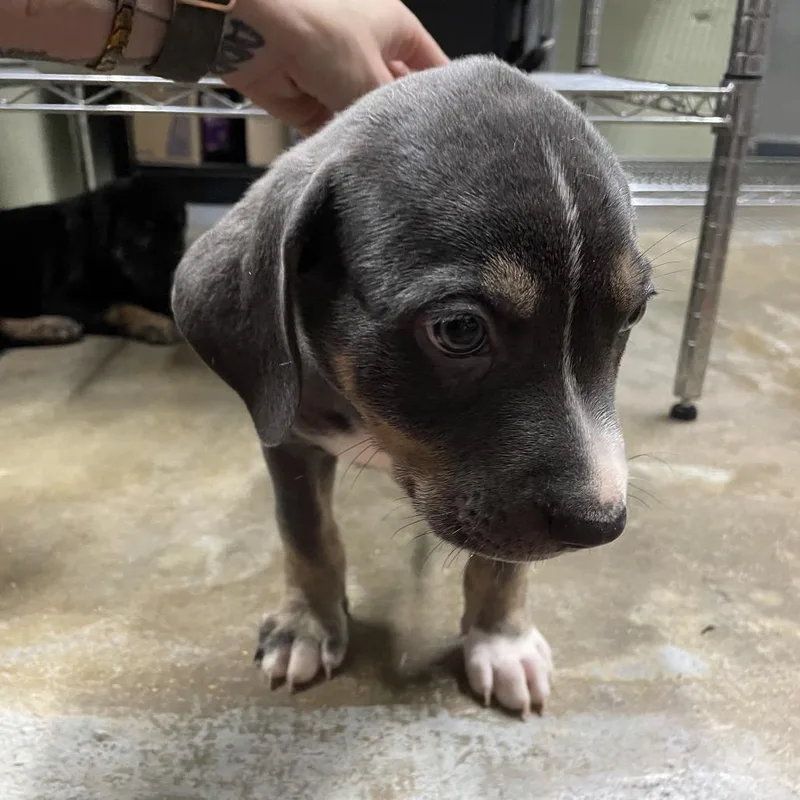 A baby medium-sized male Brown / Chocolate Pit Bull Terrier dog named Tiny for adoption in Eureka Springs, AR