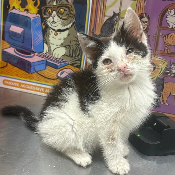 A baby small-sized male Black Domestic Short Hair cat named Biscuit for adoption in Morganton, NC