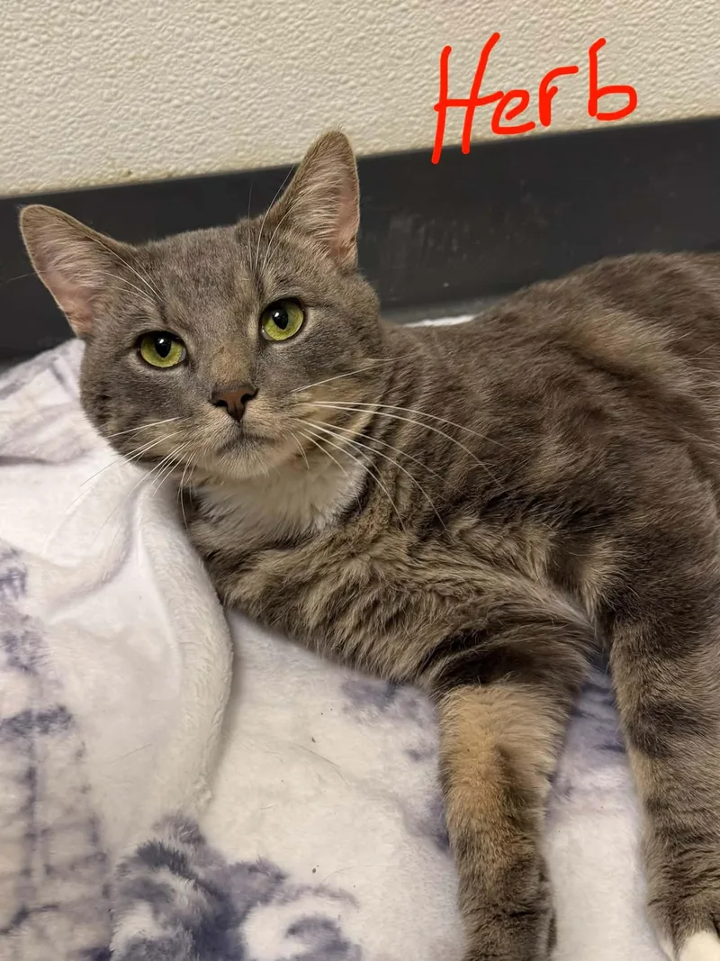 An adult medium-sized male Tabby (Brown / Chocolate) Domestic Short Hair cat named Herb for adoption in Martinsville, IN