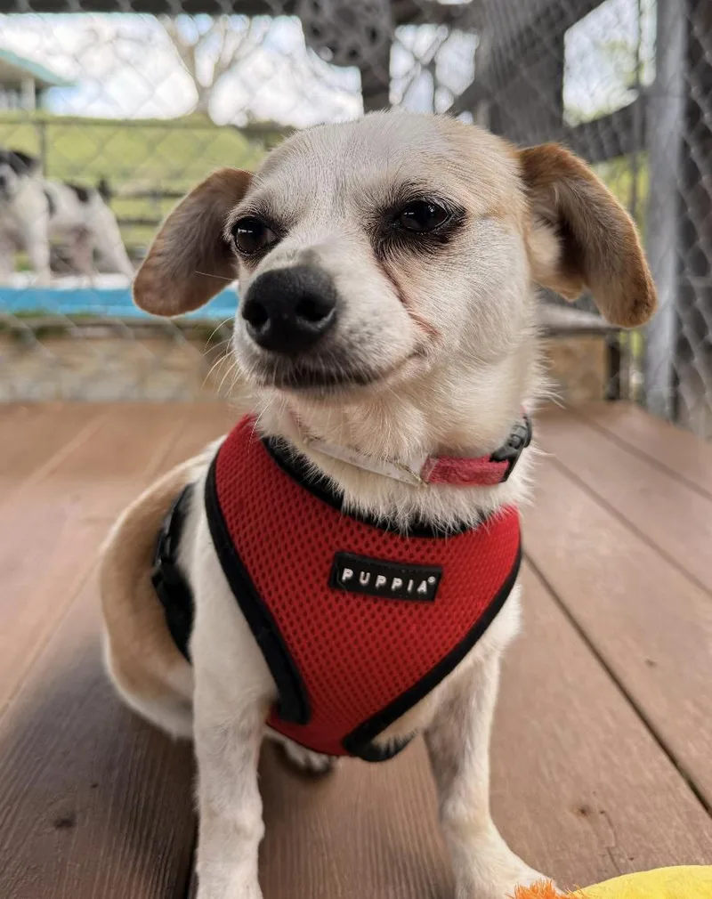 A senior small-sized female White / Cream Mixed Breed dog named Sharla for adoption in Brooklyn, NY