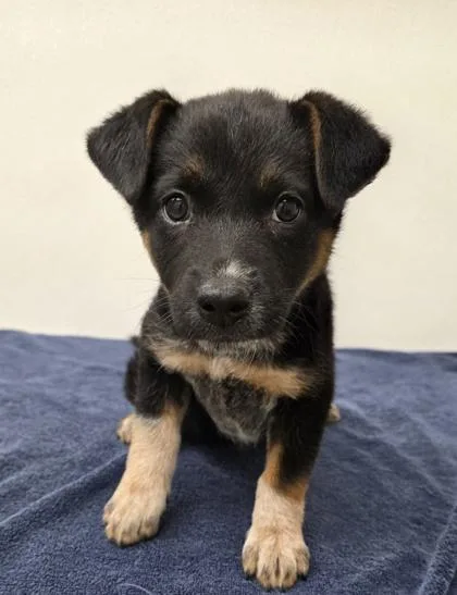 A young medium-sized female Cattle Dog dog named Lobita for adoption in Phoenix, AZ