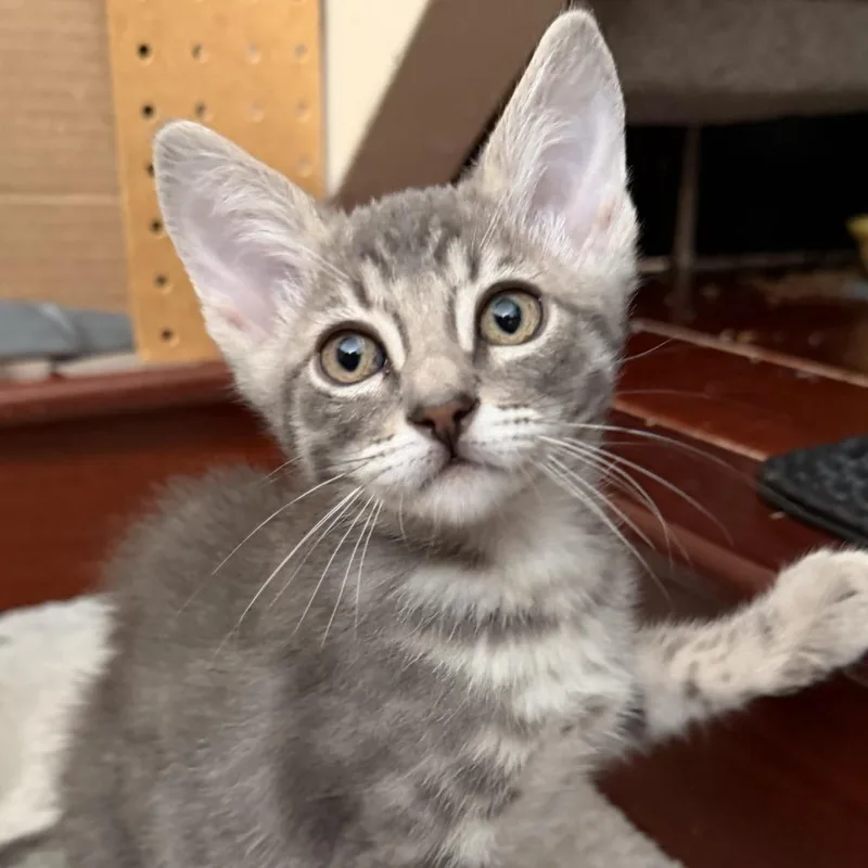 A baby small-sized male Gray / Blue / Silver Domestic Short Hair cat named Hulk for adoption in Pleasanton, CA