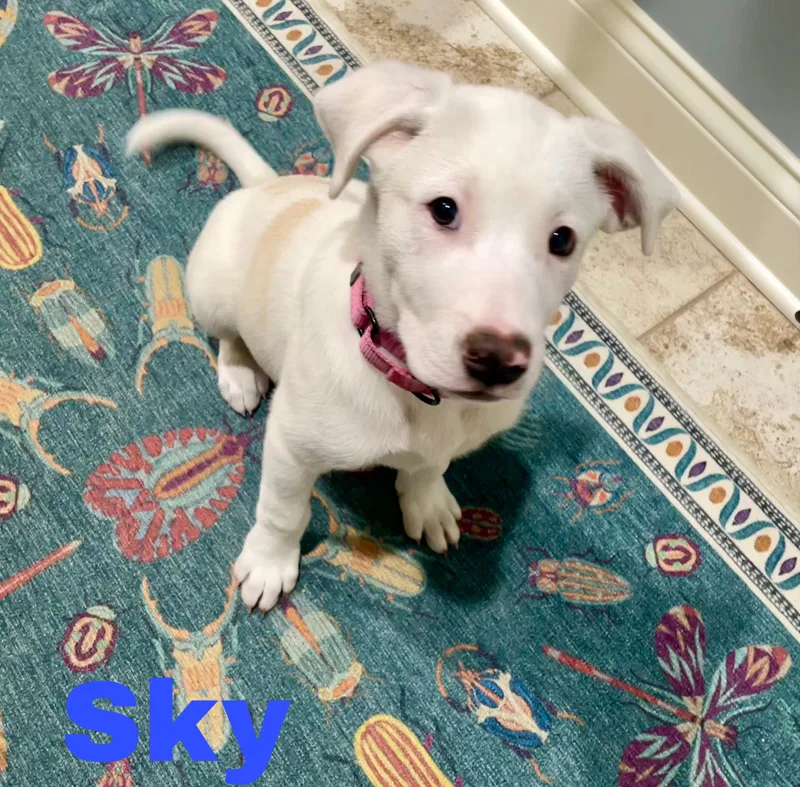 Sky thumbnail 2