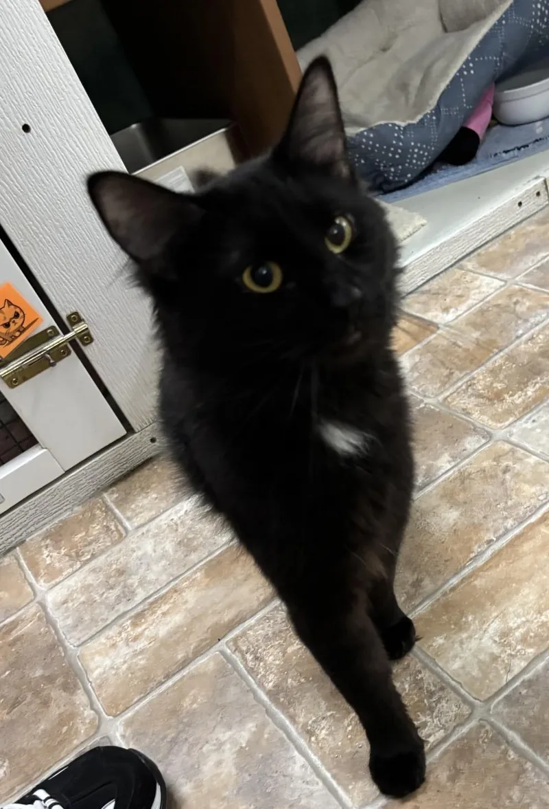 An adult medium-sized male Domestic Medium Hair cat named Bowie for adoption in Altoona, PA