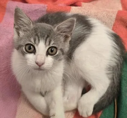 A young small-sized female Domestic Short Hair cat named Cupcake for adoption in Quakertown, PA