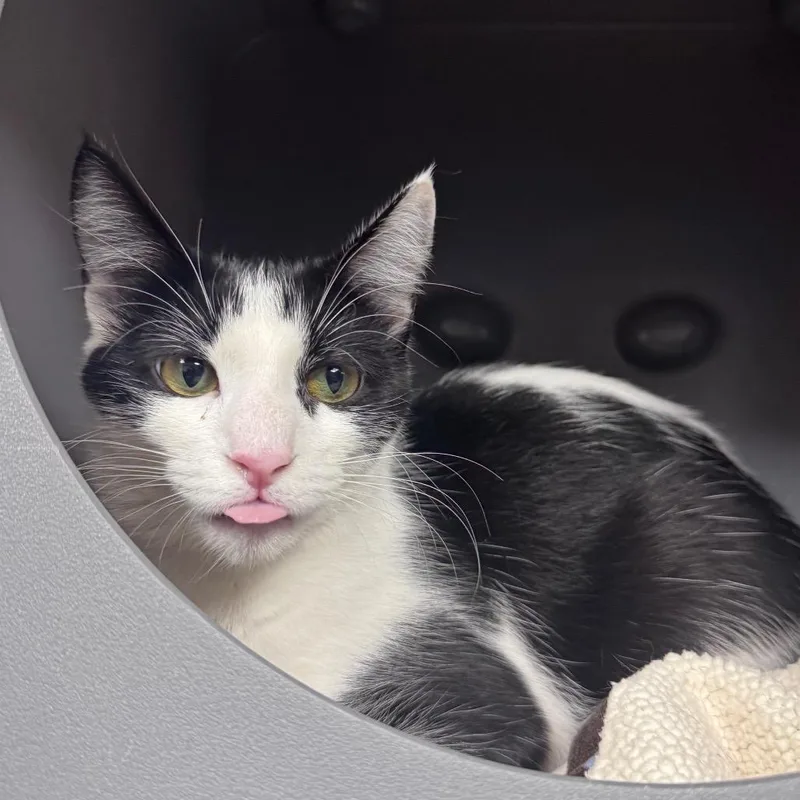 A young medium-sized female Black Domestic Short Hair cat named Princess for adoption in Brookfield, WI