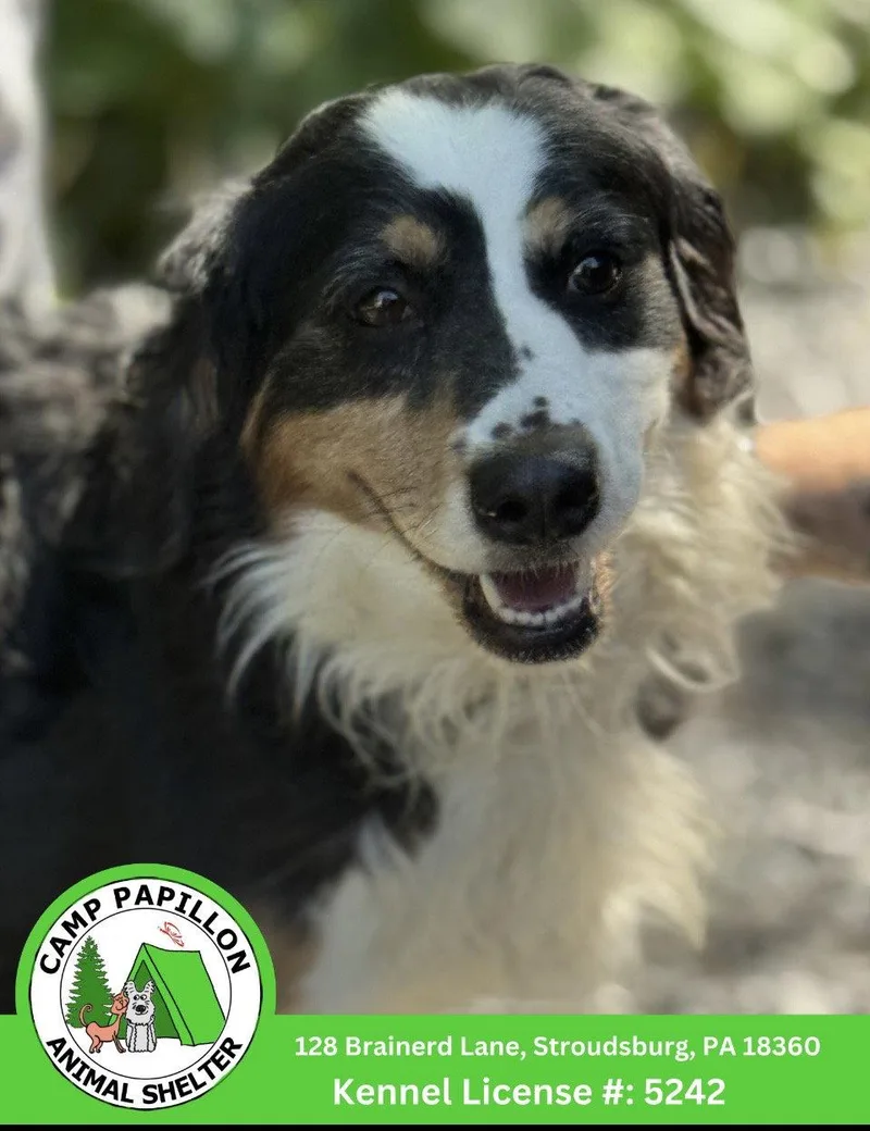 A young medium-sized female Bernese Mountain Dog dog named Mew for adoption in Stroudsburg, PA