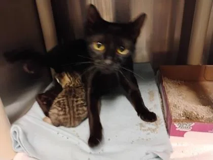 An adult medium-sized female Domestic Short Hair cat named Petunia for adoption in Fallston, MD