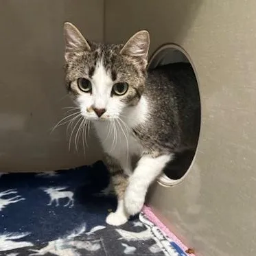 A young small-sized female Gray & White Domestic Short Hair cat named Brynn for adoption in Hutchinson, MN