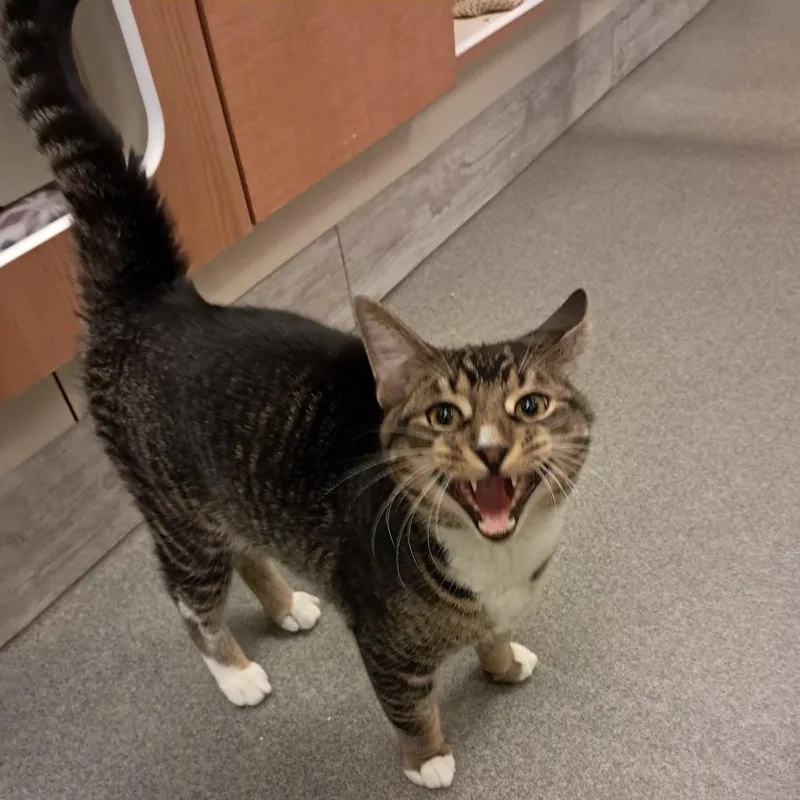 A young large-sized male Brown / Chocolate Domestic Short Hair cat named Morgan for adoption in Concord, NH