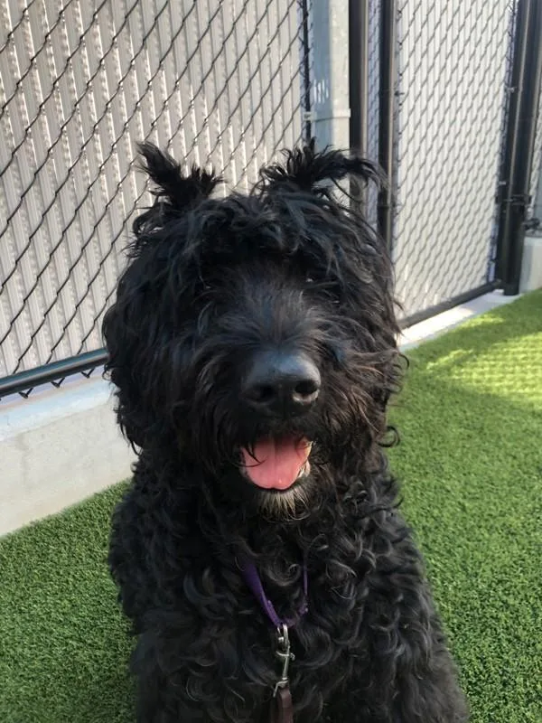 An adult large-sized male Bouvier des Flandres dog named Bear for adoption in San Diego, CA