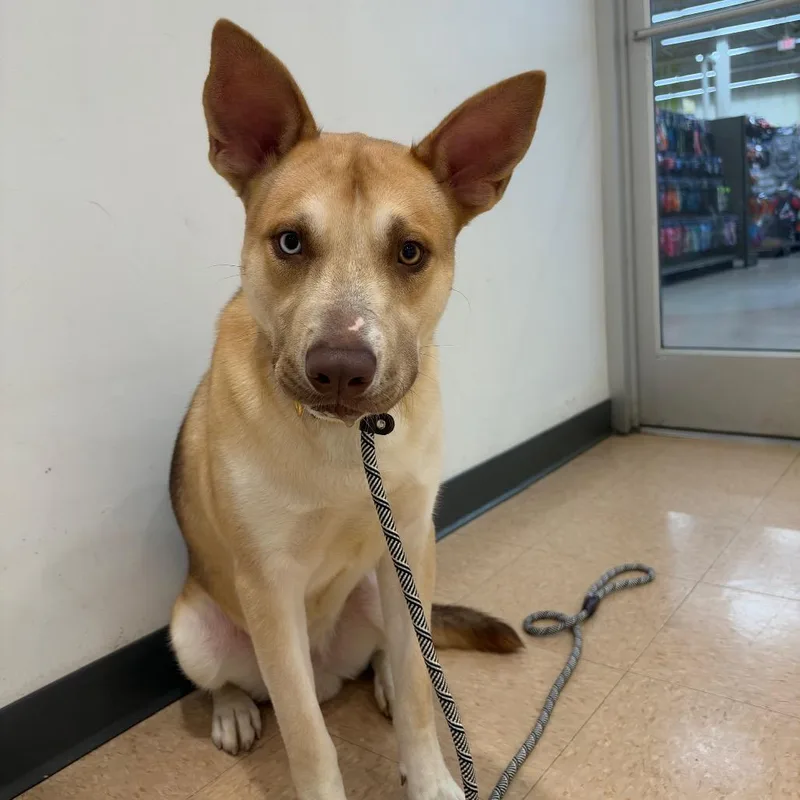 A young large-sized male Yellow / Tan / Blond / Fawn Shepherd dog named George for adoption in Austin, TX