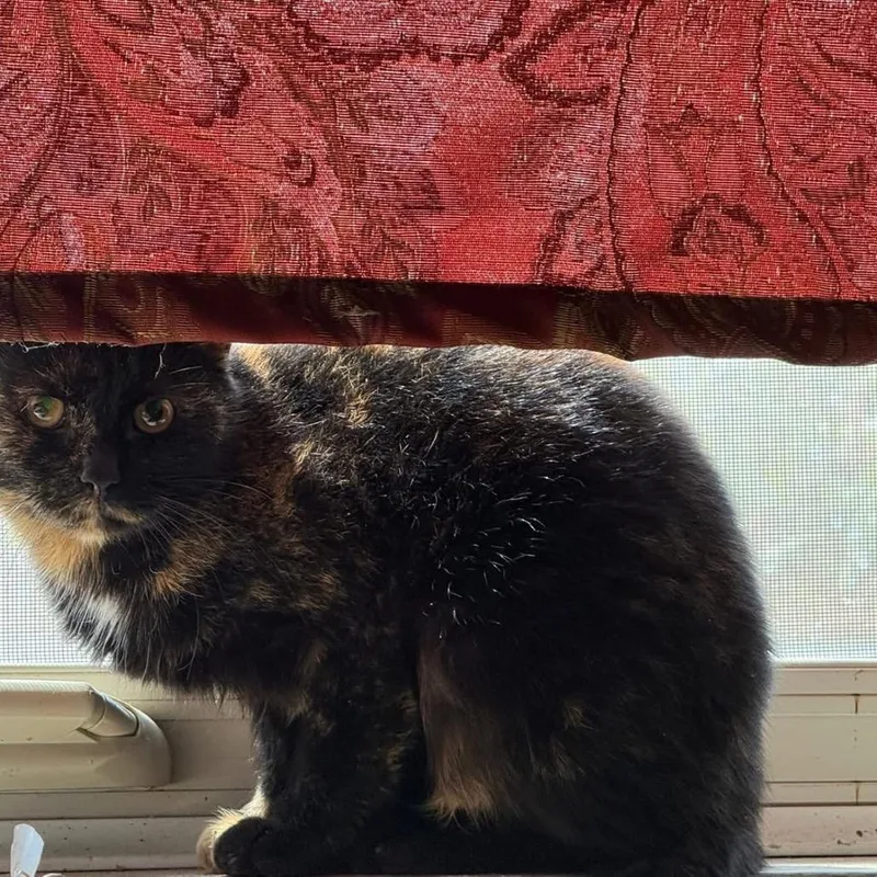 A young small-sized female Tortoiseshell Domestic Short Hair cat named Rosalind for adoption in Washington, PA