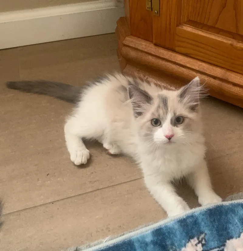 A baby medium-sized male Calico cat named Fluffer Pretty for adoption in Prescott, AZ