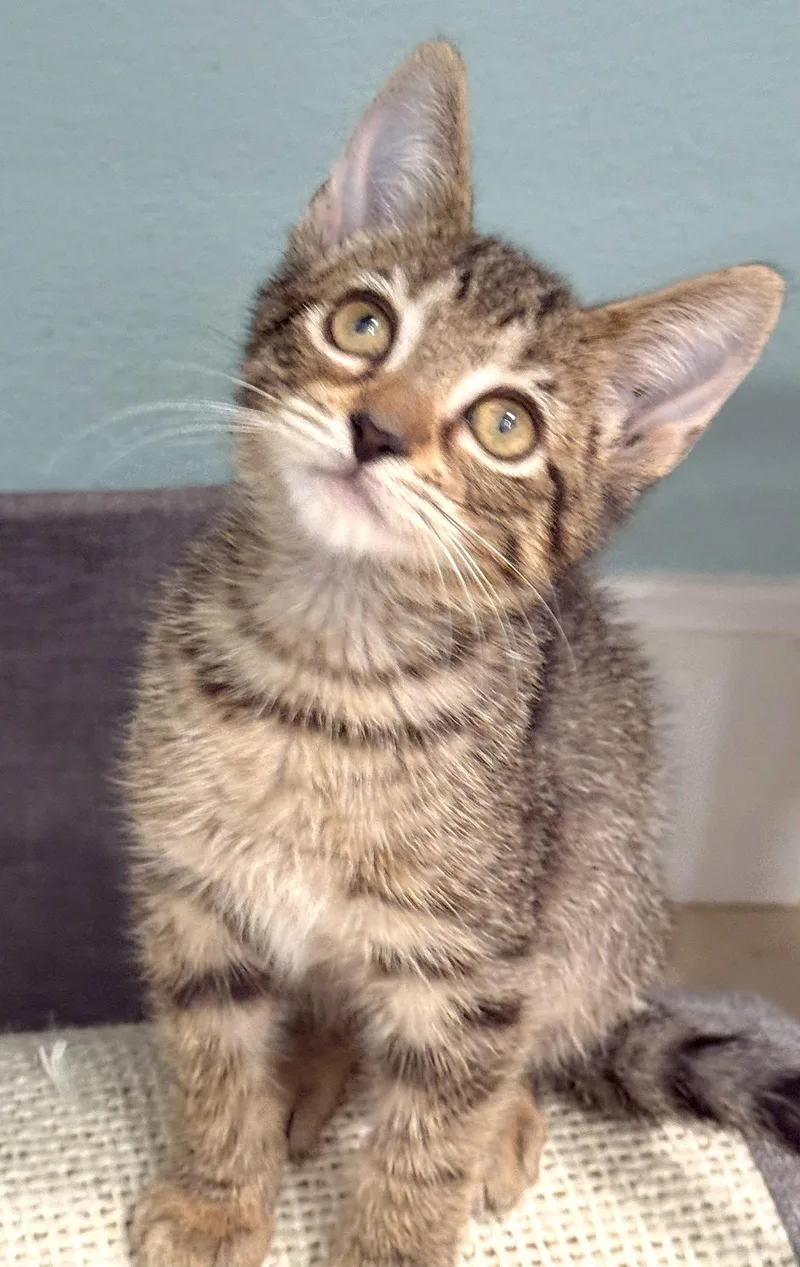 A baby medium-sized male Brown / Chocolate Domestic Short Hair cat named Vik for adoption in Oviedo, FL