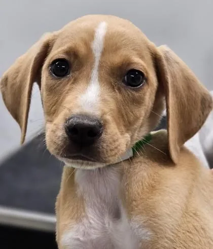 A baby small-sized male Mixed Breed dog named Cap`n Crunch for adoption in West Chester, PA