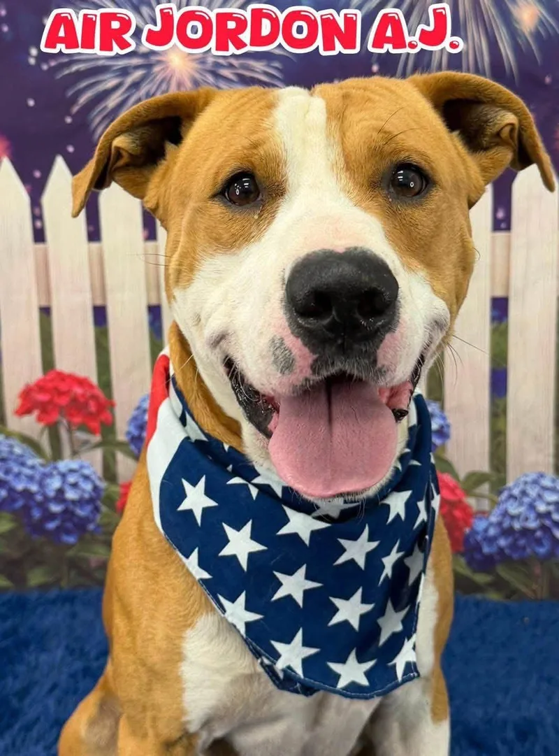 An adult large-sized male Yellow / Tan / Blond / Fawn Mixed Breed dog named Air Jordan for adoption in Flint, MI