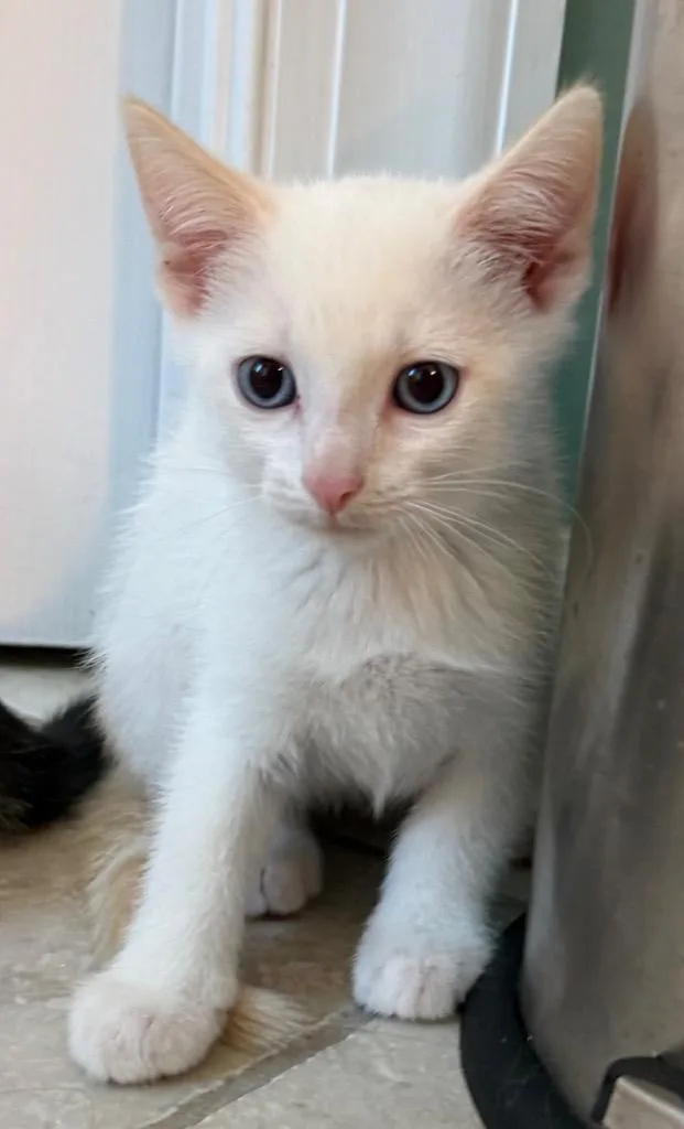 A baby medium-sized male Domestic Short Hair cat named Strudel for adoption in Evans, GA