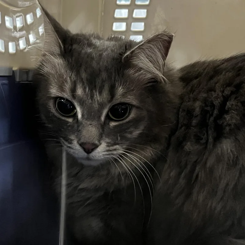 A senior large-sized female Gray / Blue / Silver Domestic Long Hair cat named Neon for adoption in Greensboro, NC