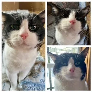 An adult small-sized male Domestic Short Hair cat named Ziggy for adoption in Westminster, MD