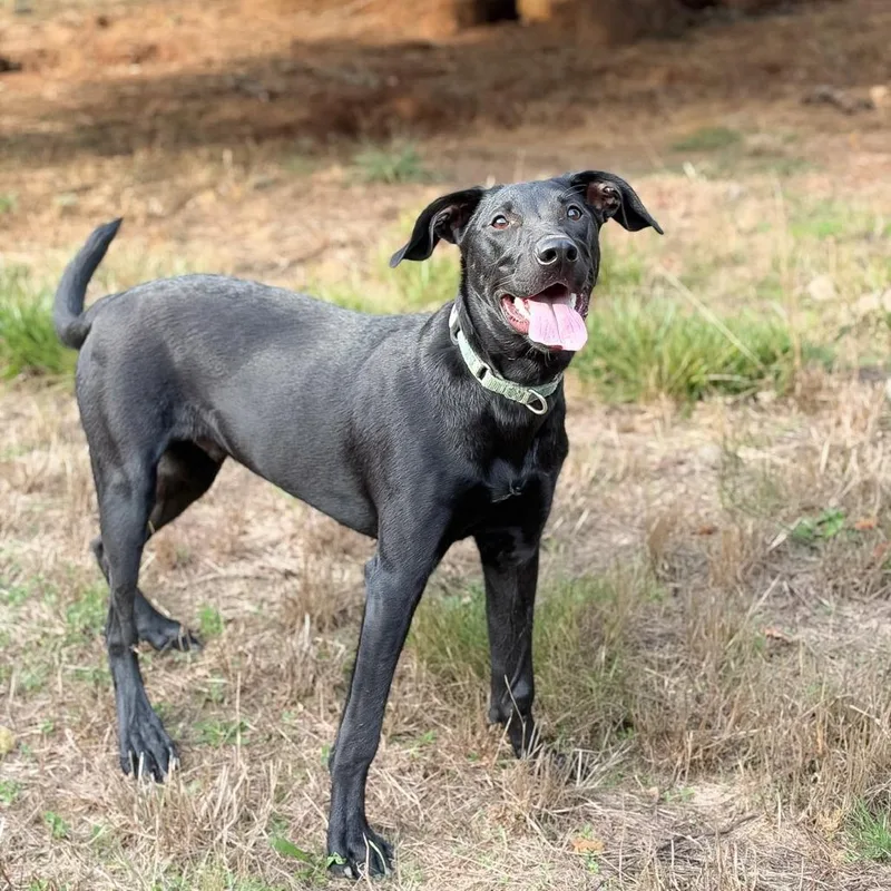 A young medium-sized male Black Labrador Retriever dog named Neptune for adoption in Salem, OR