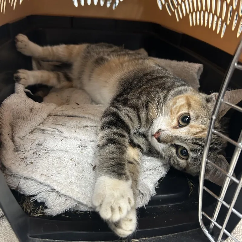 A baby small-sized female Calico Domestic Short Hair cat named Halsey for adoption in Coos Bay, OR