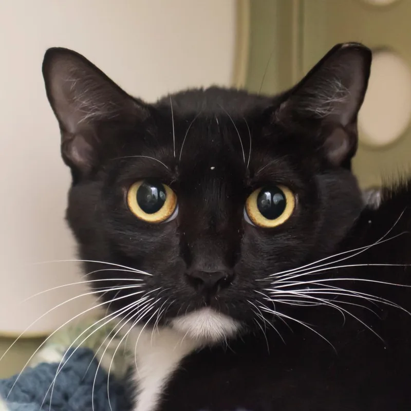 A young medium-sized female Black Domestic Short Hair cat named Whiskers for adoption in Middletown, RI