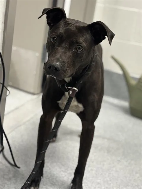 An adult medium-sized female Pit Bull Terrier dog named Nissa for adoption in Indianapolis, IN
