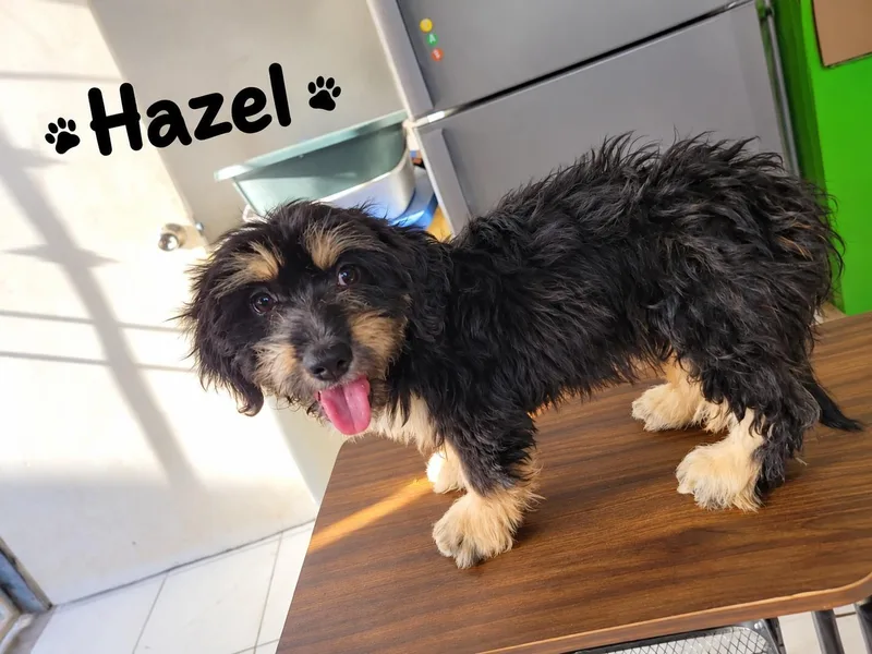 A baby small-sized female Terrier dog named Hazel for adoption in Poway, CA