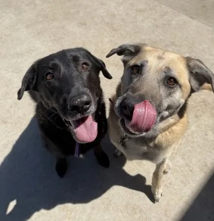 A senior large-sized female German Shepherd Dog dog named Zoey for adoption in Aberdeen, SD