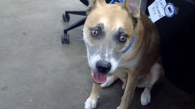 An adult large-sized male Mixed Breed dog named Fergus for adoption in Dallas, TX