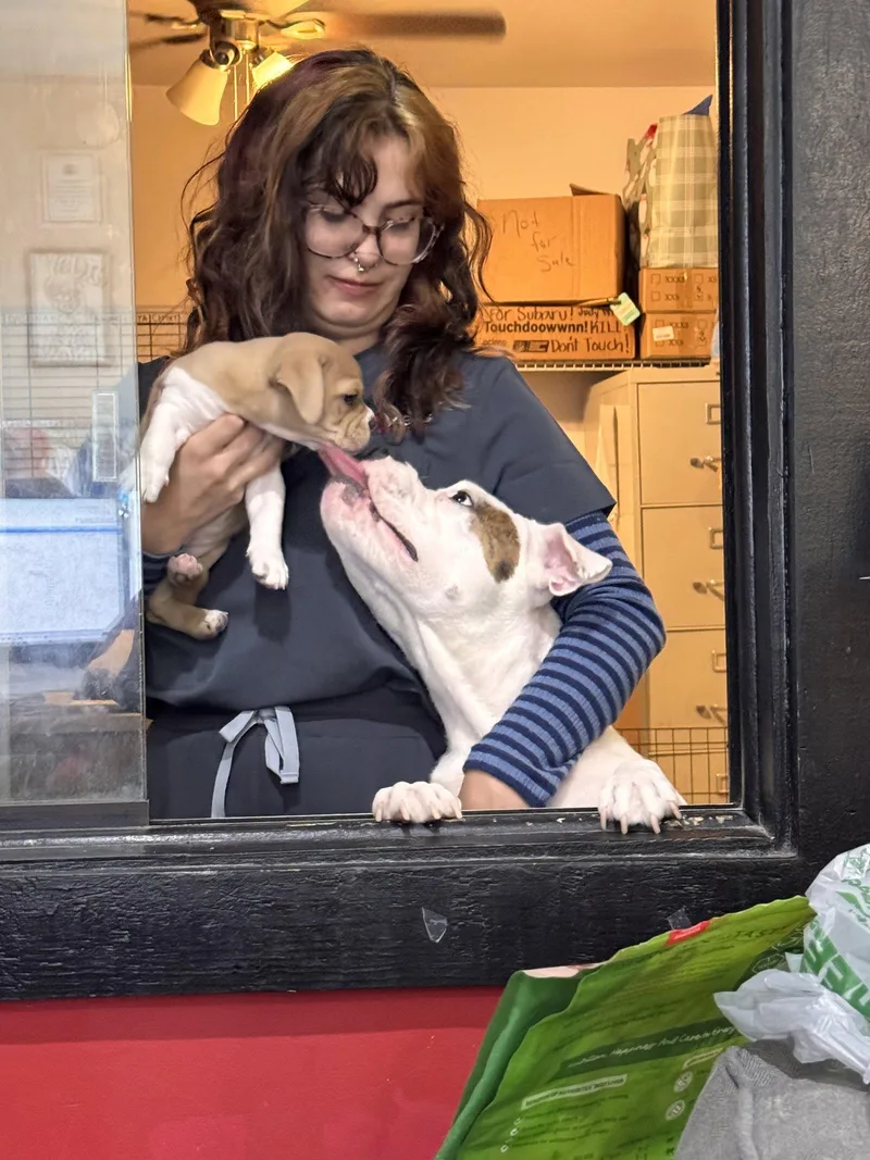 An adult medium-sized female American Bulldog dog named Poppy for adoption in Sanford, FL