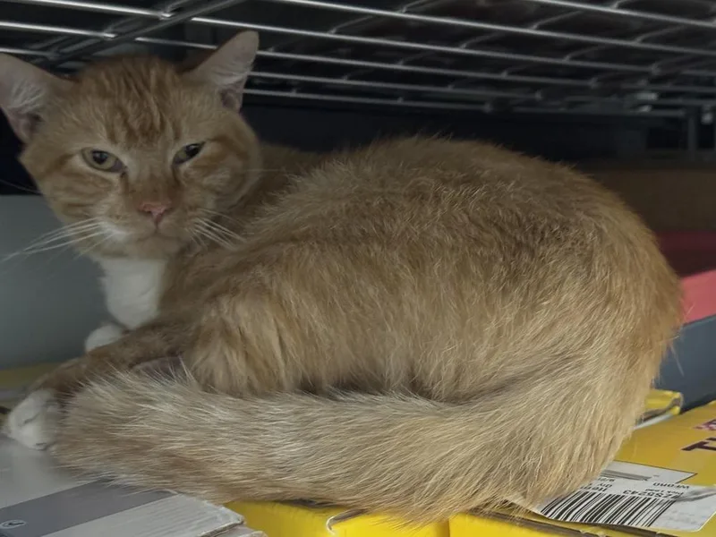 An adult large-sized male Domestic Long Hair cat named Monty for adoption in Innsbrook, MO