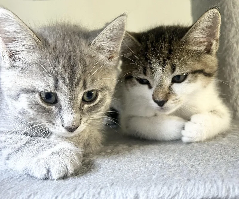 A baby medium-sized female Domestic Short Hair cat named Mia & Marigold for adoption in New York, NY