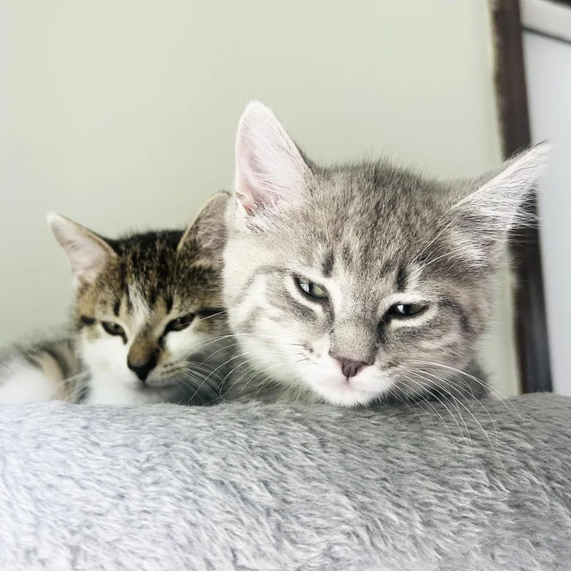 Mia & Marigold thumbnail 2