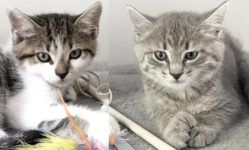 Mia & Marigold thumbnail 4
