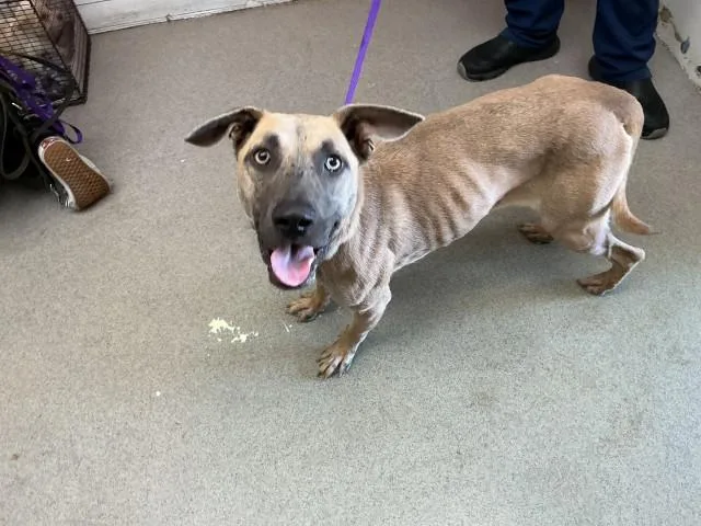 A young medium-sized female Belgian Shepherd / Malinois dog named Adia for adoption in San Bernardino, CA