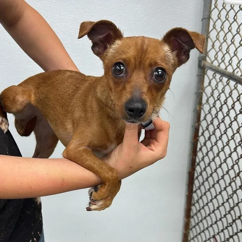 A young small-sized female Brown / Chocolate Mixed Breed dog named Tyra for adoption in Fredericksburg, VA