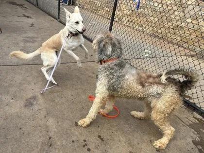 An adult large-sized female German Shepherd Dog dog named Remy for adoption in Knoxville, TN