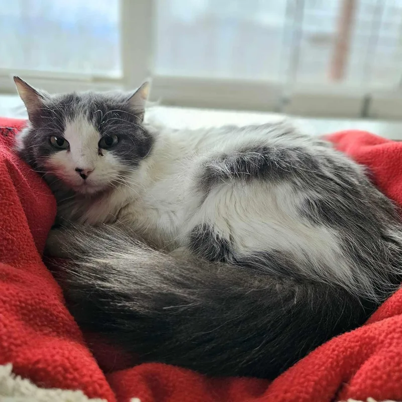 Mercedes thumbnail 3