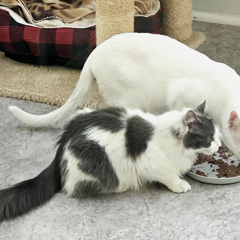 Mercedes thumbnail 5